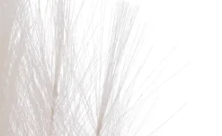 Pampaswedel| Online