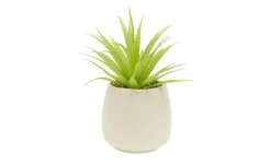 Outlet Sukkulente im Keramiktopf Creme