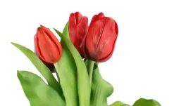 Outlet Tulpenbund Rot