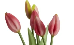 Online Tulpenbund, 7-fach Dunkelrosa